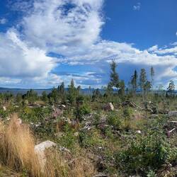 Pano