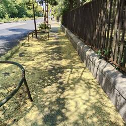 Tree shadow skipping