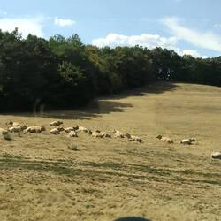 Cows!! I see sheep too, but no photo