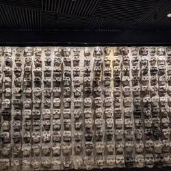 Skulls