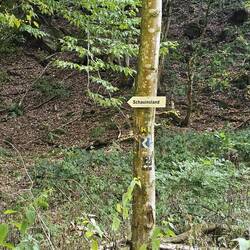 Ob die den Berg, kurz vor Freiburg im Schwarzwald meinen?