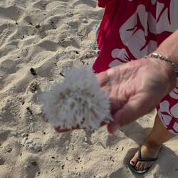 Coral just sitting on the beach at MalaMala Island. Beautiful