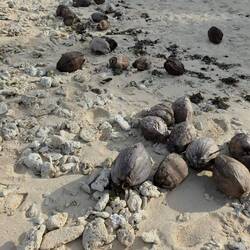 Coconuts washed up on shore..... I'm sure Wilson is there somewhere. 😅