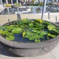 Waterlily pond at The Sheraton where we walked to for lunch one day.