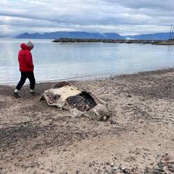The remainder of a hunted Narwahl carcass on the beach.