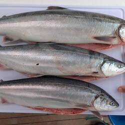 Three beautiful arctic char for us.