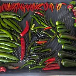 Chilies können wir nicht alle mitnehmen, die können in der Küche trocknen bis wir zurück sind