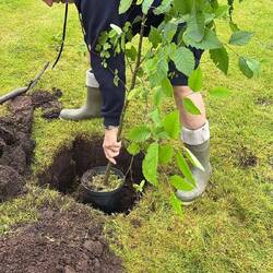 In goes our tree