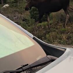 Moose right by our camper