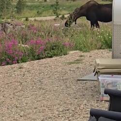 Grazing but the camper