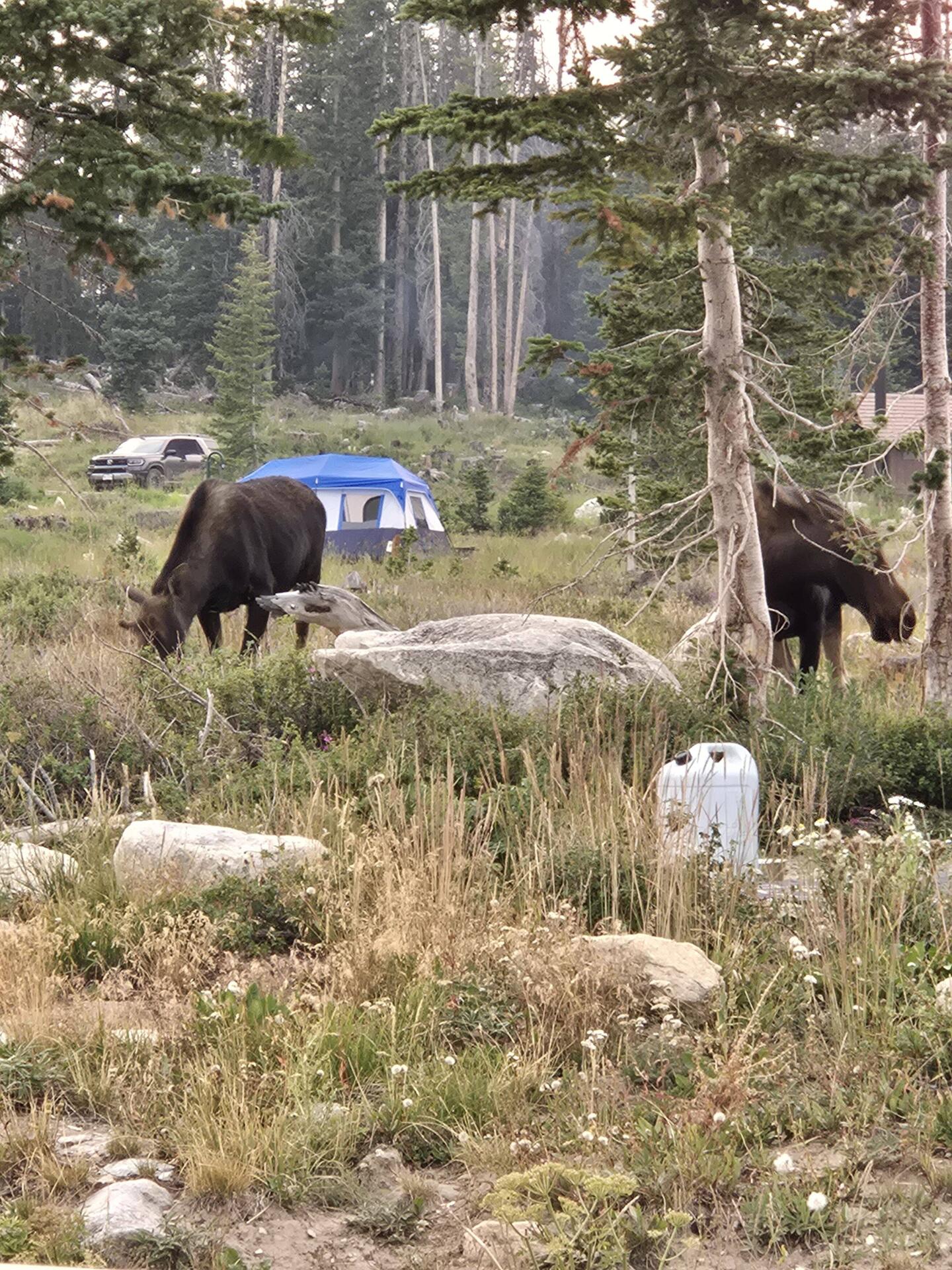 Extra campground guests