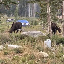 Extra campground guests