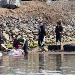 The first narwhal is skinned...