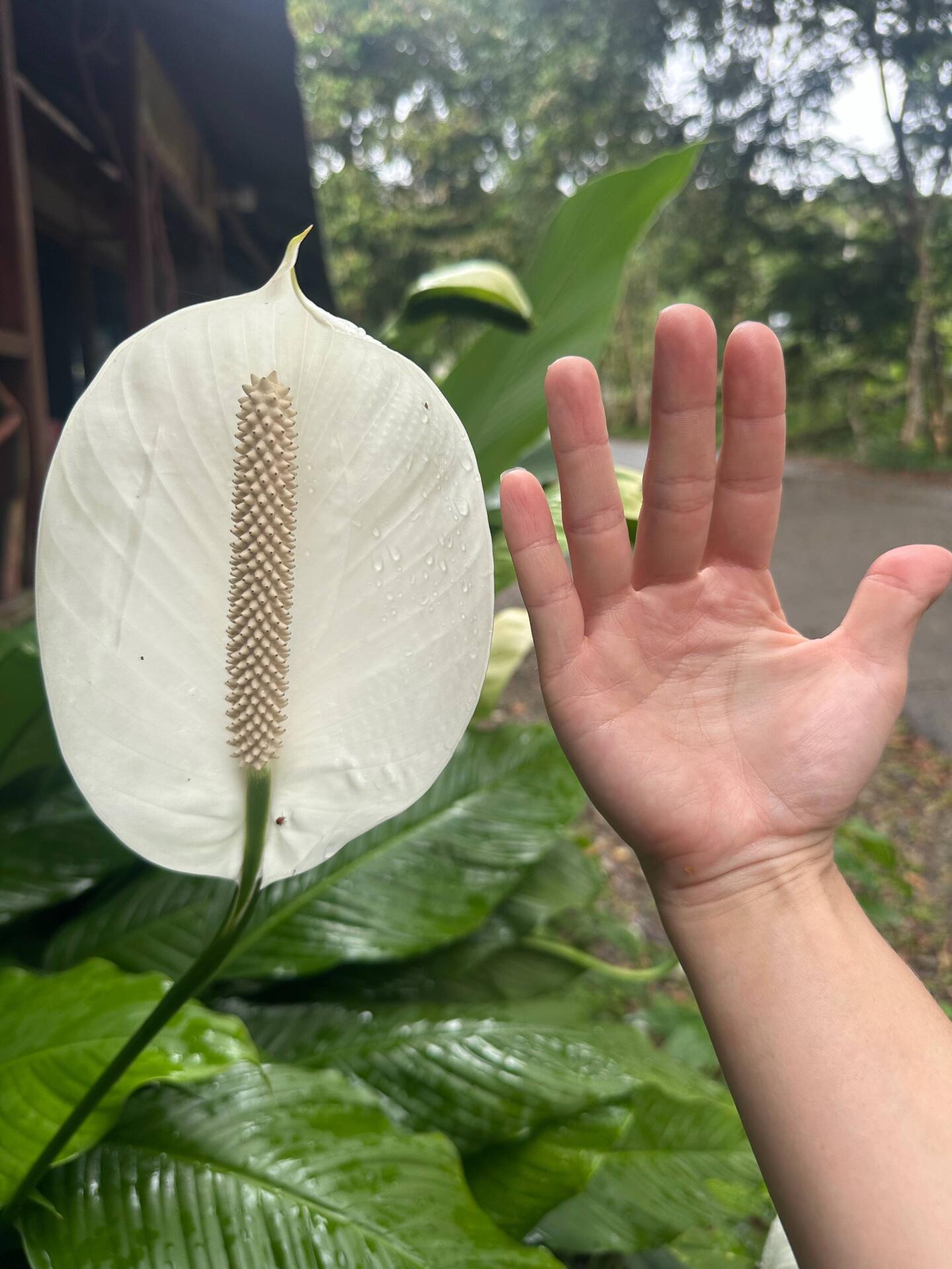 Huge peace lily