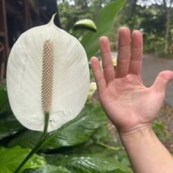 Huge peace lily