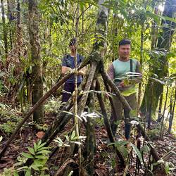 Socratea Exorrhiza or Walking Tree - can 'walk' 1-2cm per year in search of sunlight