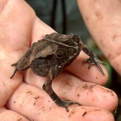 Crested Forest Toad