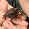 Crested Forest Toad