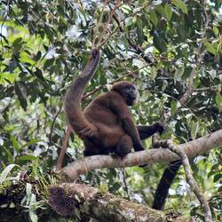 Common Woolly Monkey
