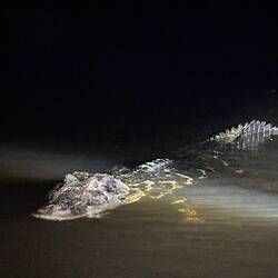 A 4m long Black Caiman