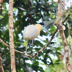 Capped Heron