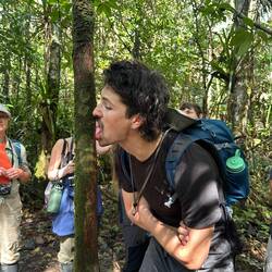 Tasting the lemon ants