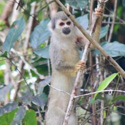 Squirrel Monkey