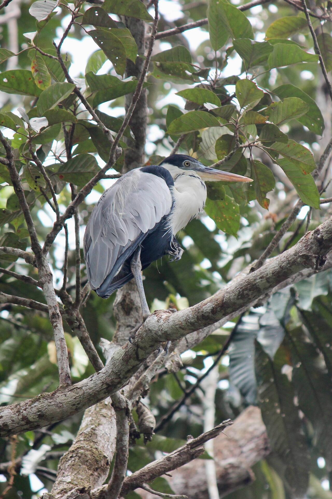 Coicoi Heron