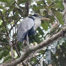 Coicoi Heron