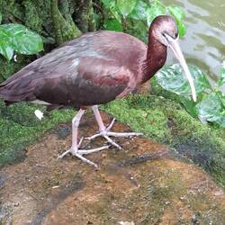 Glossy Ibis. Native Bird