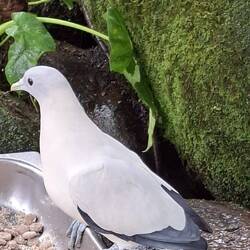 Pied-Imperial Pigeon. Native Bird
