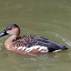 Whistling Duck. Native Bird