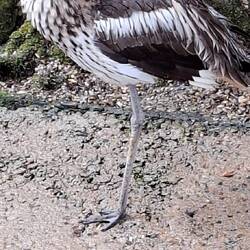 Bush-stone Curlew. Native Bird