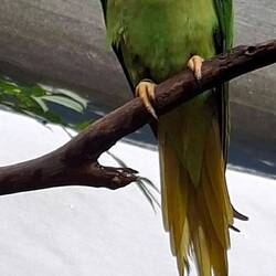Alexandria Parrot. India and South-east Asia