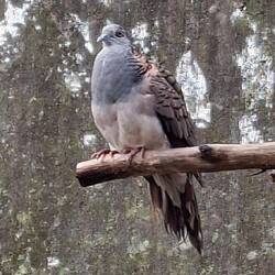 Bar-shouldered Dove. Native Bird. This is a bird we always hear in Bauple but never knew what it was