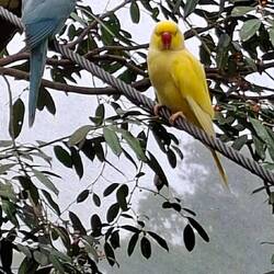 Indian Ringed-neck Parakeet. Africa and Asia