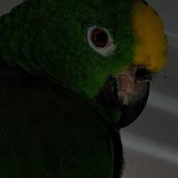Yellow-Crowned Amazon from South America