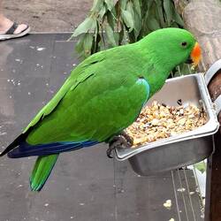 Eclectis Parrot