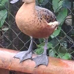 Wandering Whistling Duck. Native Bird