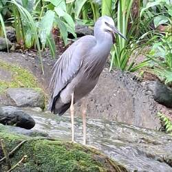 White-faced Heron. Native Bird