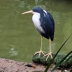 Pied Heron