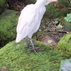 Cattle Egret. Worldwide