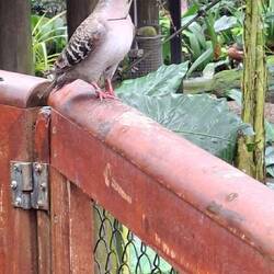 Common Bronzewing. Native Bird