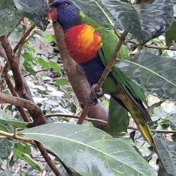 Rainbow Lorikeet. Native Bird