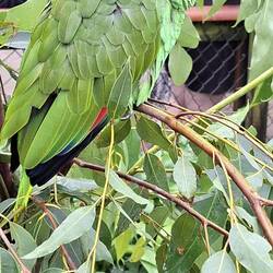 Yellow-crowned Amazon. South America