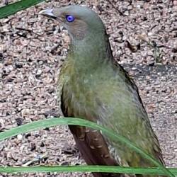Satin Bower Bird. Native Bird