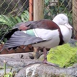 Rajah Shelduck. Native Bird