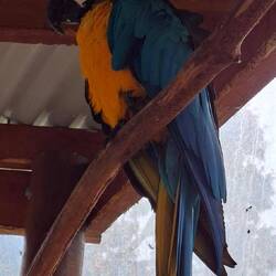 Blue and Gold Macaw. South America