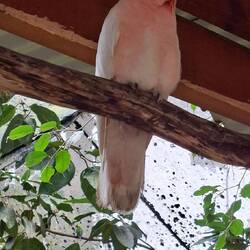 Major Mitchell's Cockatoo. Native Bird