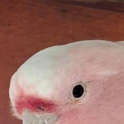 Major Mitchell's Cockatoo. Native Bird